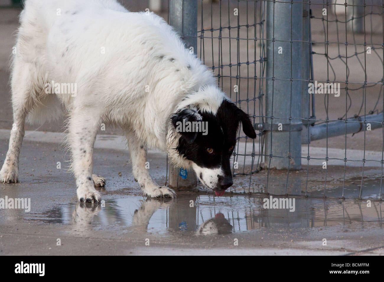 dog lapping water Stock Photo Alamy