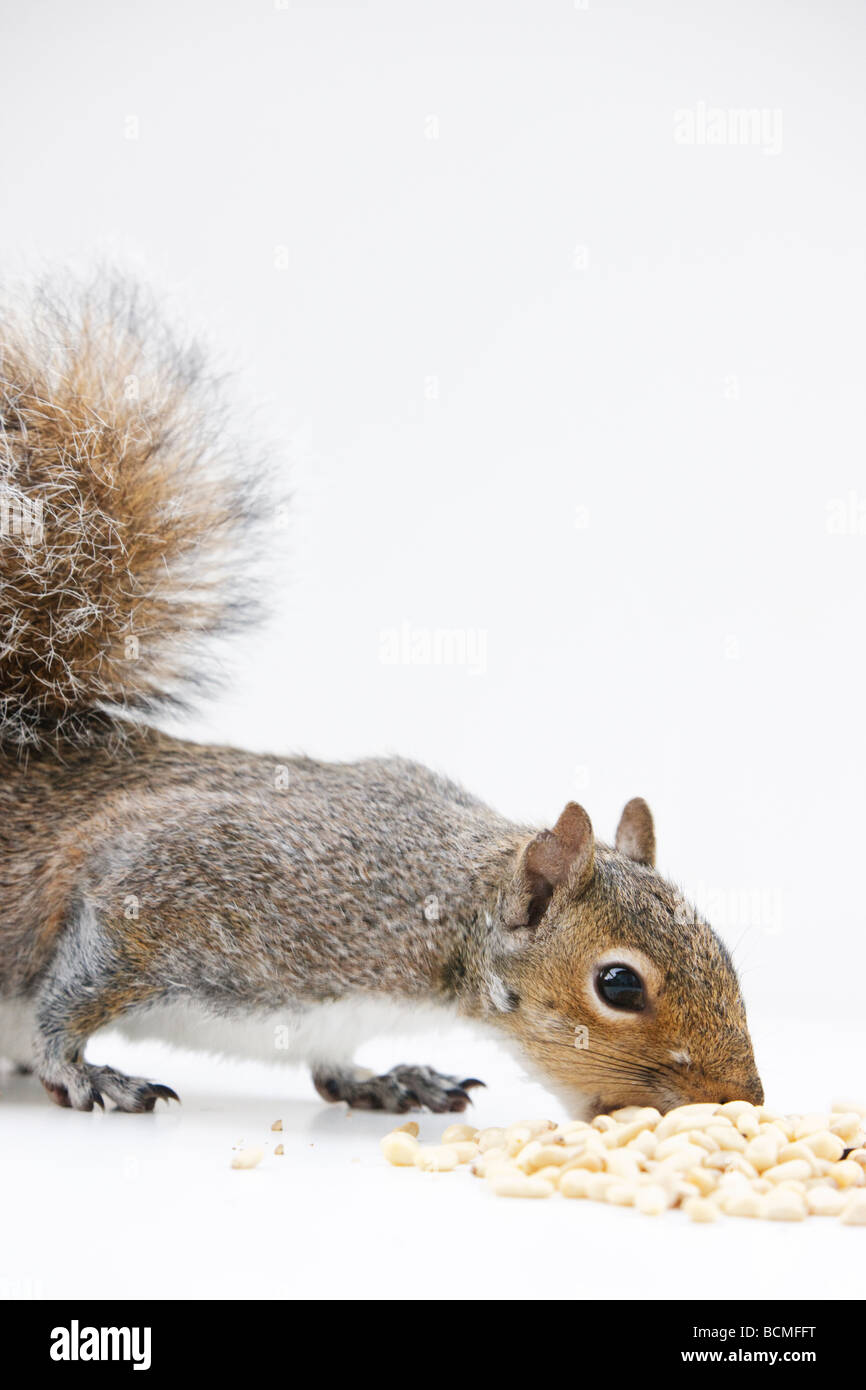 Grey squirrel eating nuts on white background. Small pieces of nuts