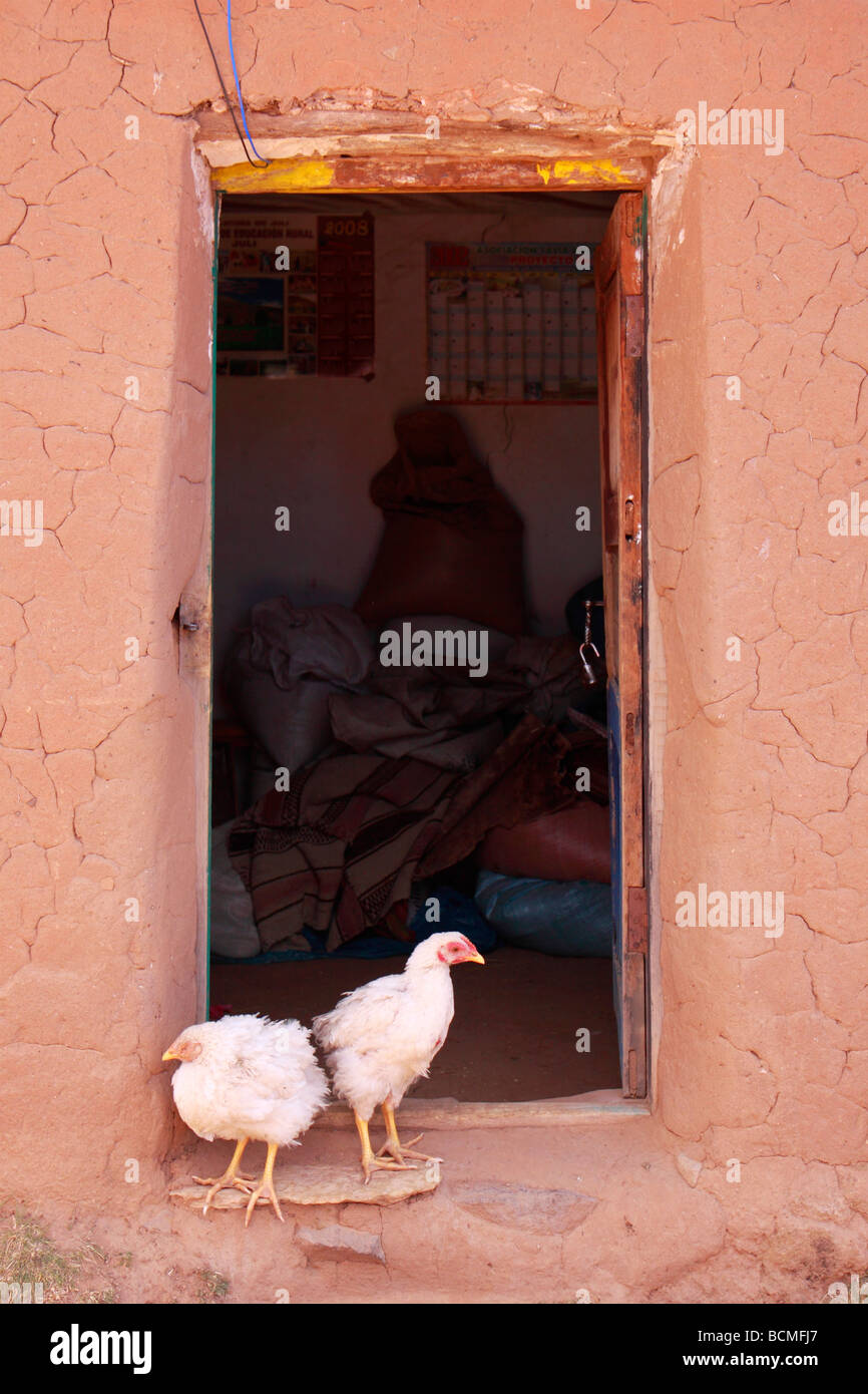 poultry on a farm near Juli, Puno, Peru Stock Photo