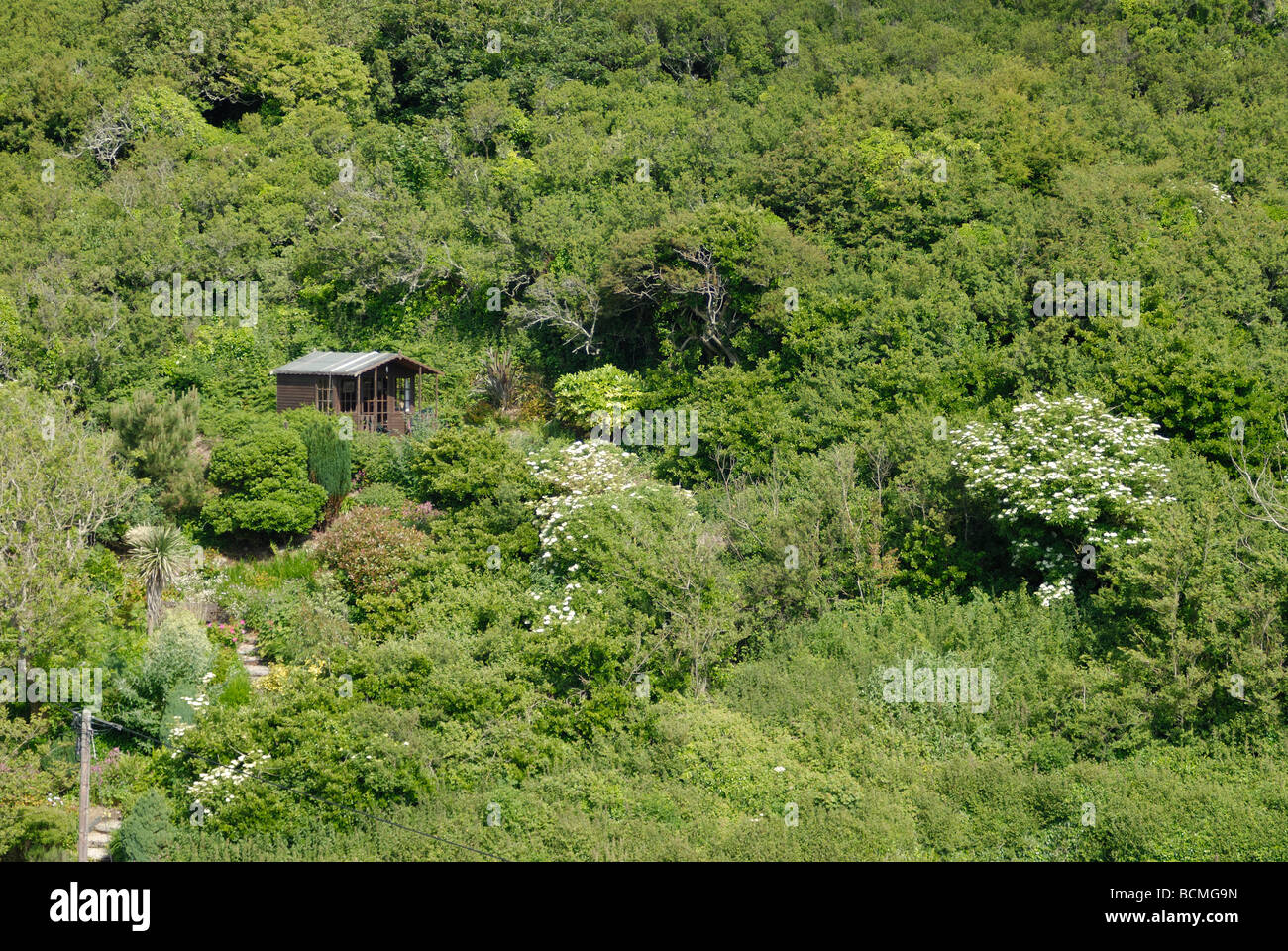 Garden shed surrounded by undergrowth Stock Photo