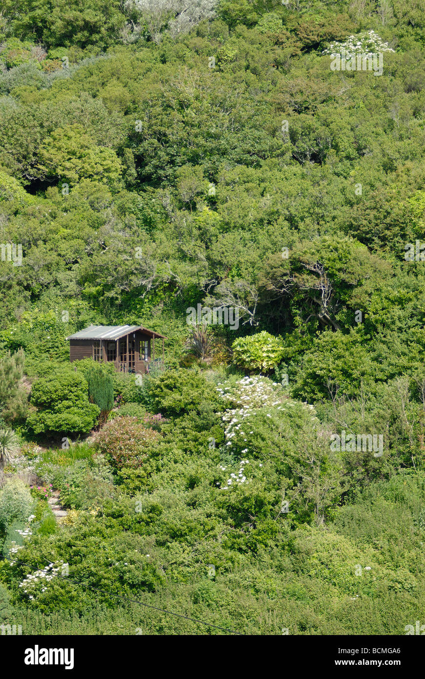 Garden shed surrounded by undergrowth Stock Photo
