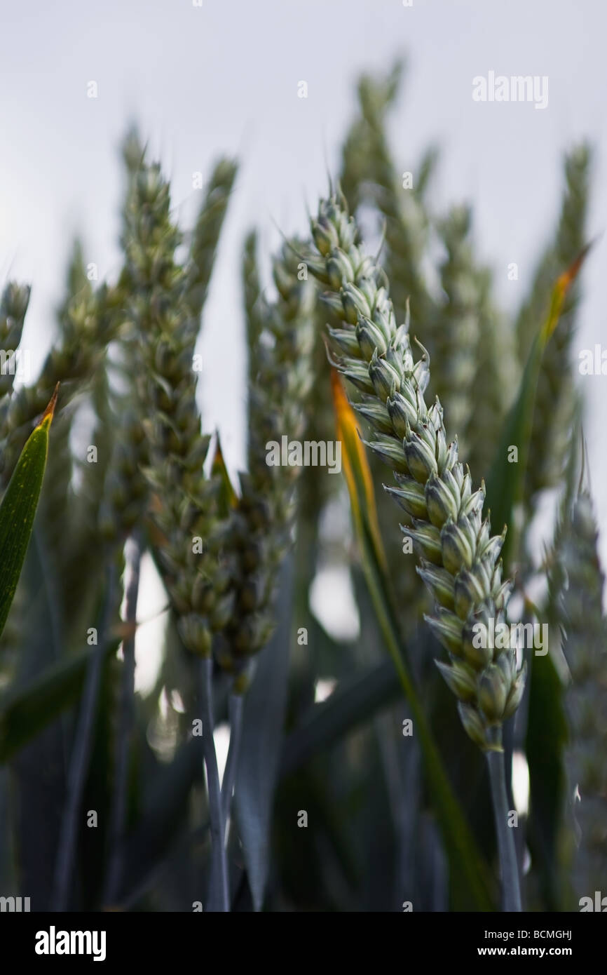 Photograph of some ears of corn against the sky Stock Photo Alamy