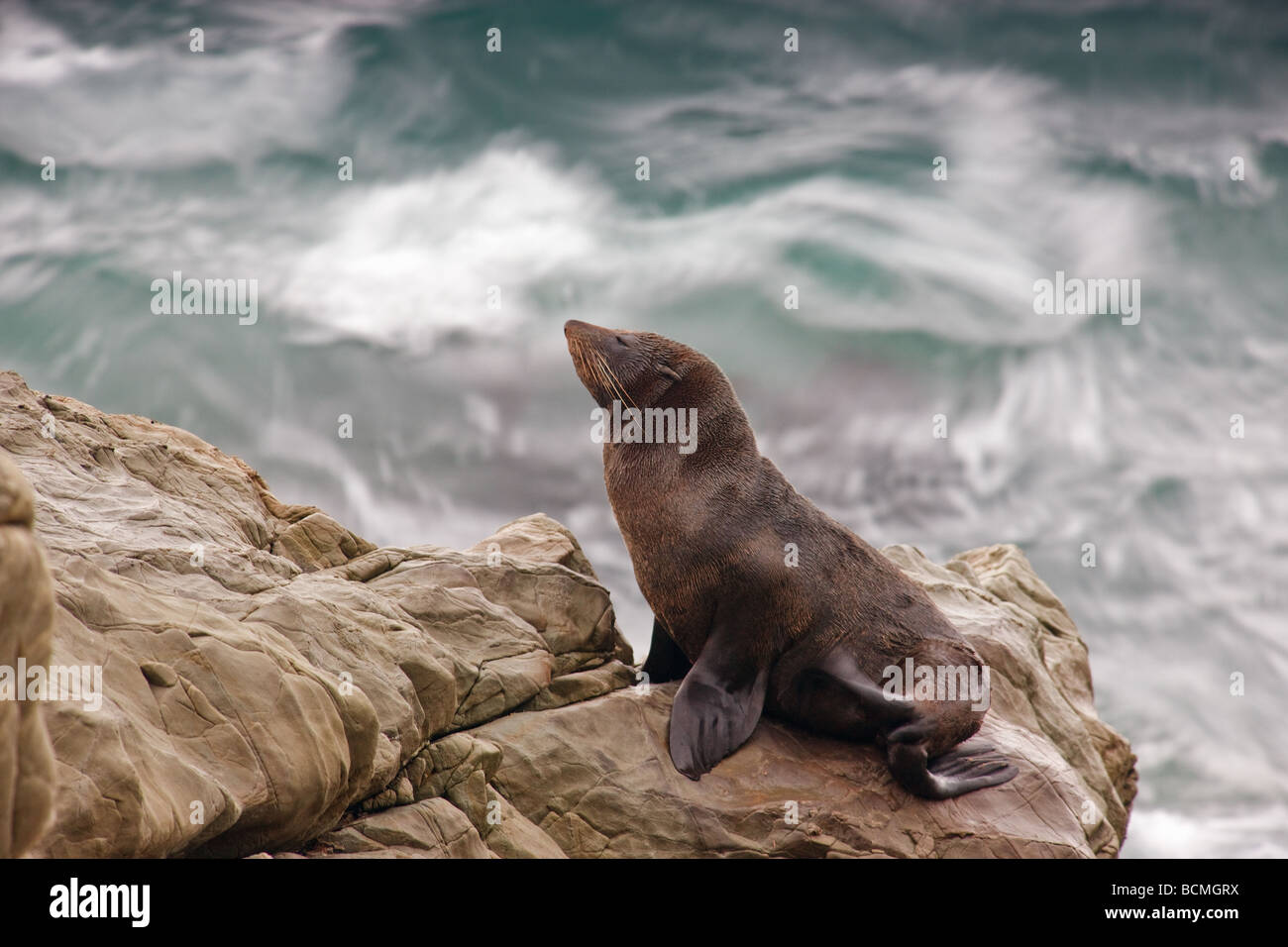 Fur Seal, Kaikoura, South Island, New Zealand Stock Photo Alamy