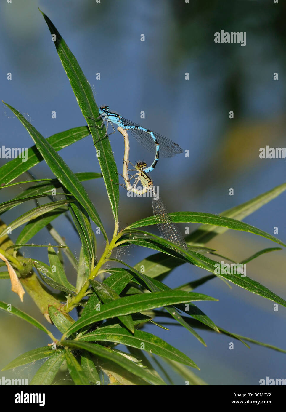 Common Blue Damselfly Enallagma cyathigerum Pair mating on Willow Tree ...