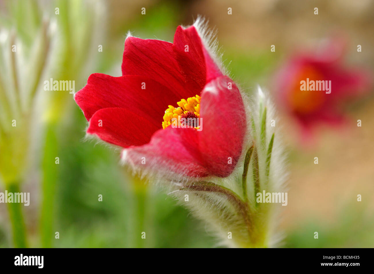Red pasque flower Pulsatilla rubra Stock Photo