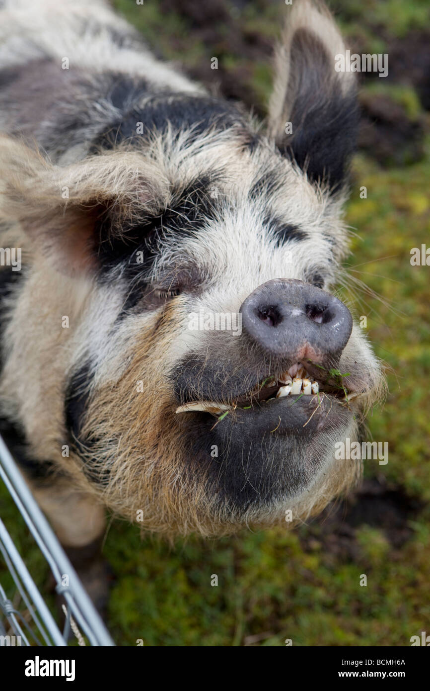 Close up of a hairy spotted pig Kune Kune ( coonie coonie ) in field ...