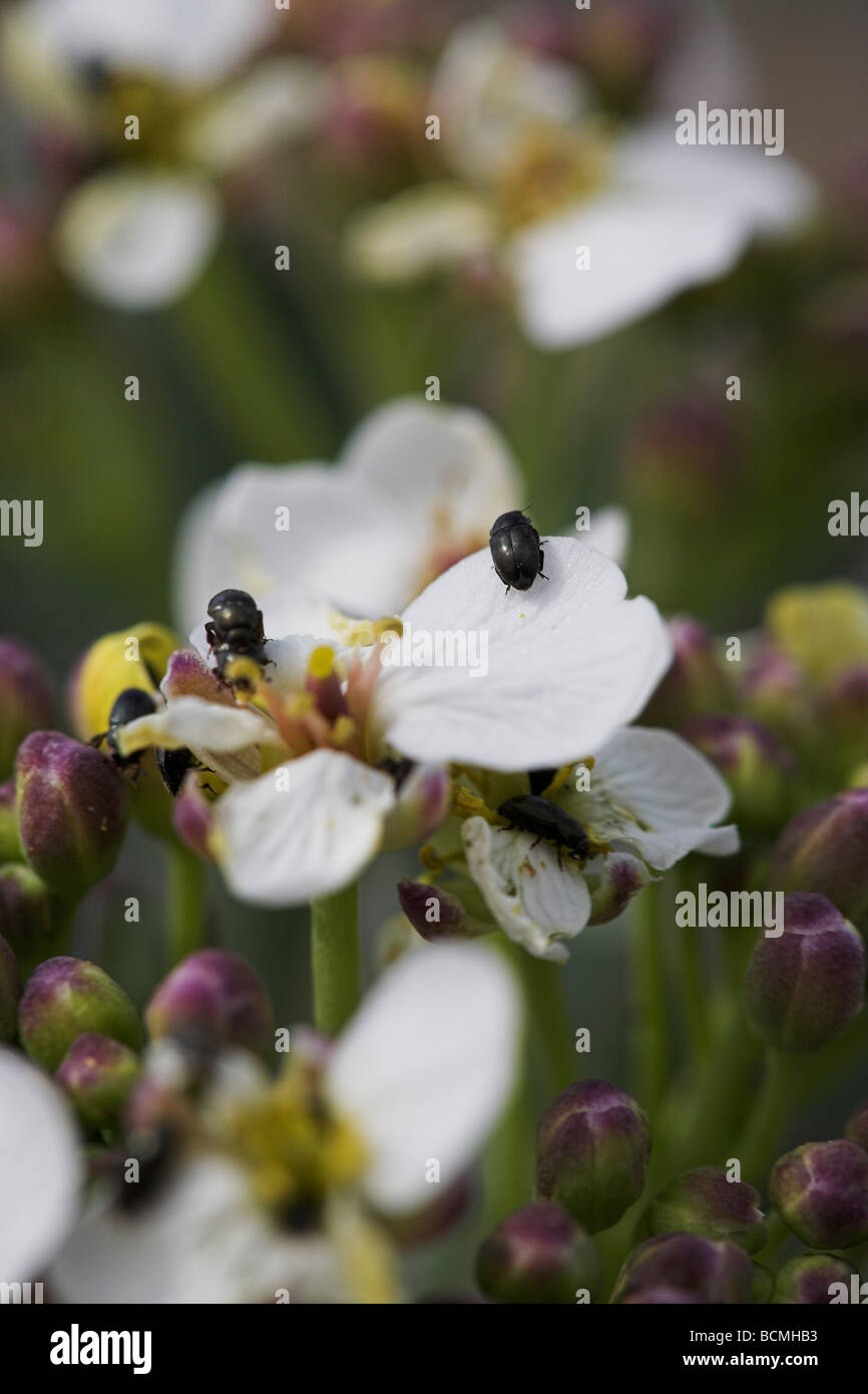 Flea beetle kale hires stock photography and images Alamy