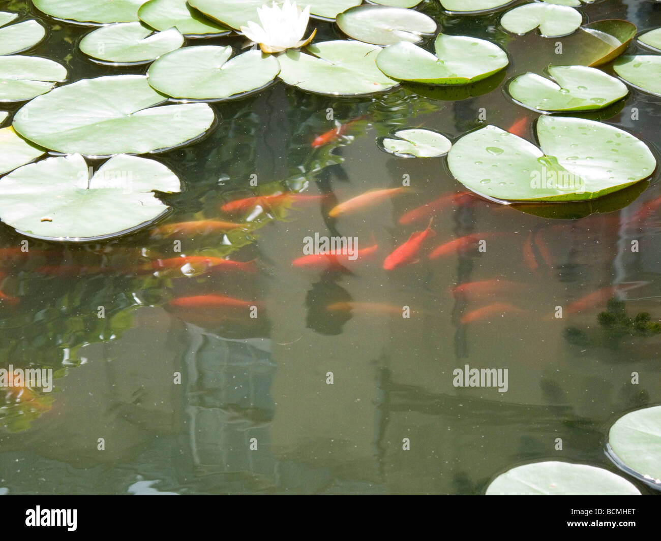 Image showcasing Fountain goldfish pond hi-res stock photography and images - Alamy