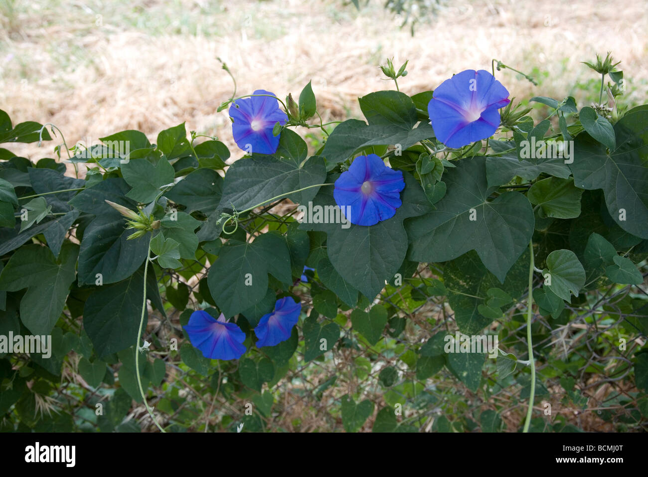 Beautiful blue Morning Glory flowering vine on fence Stock Photo