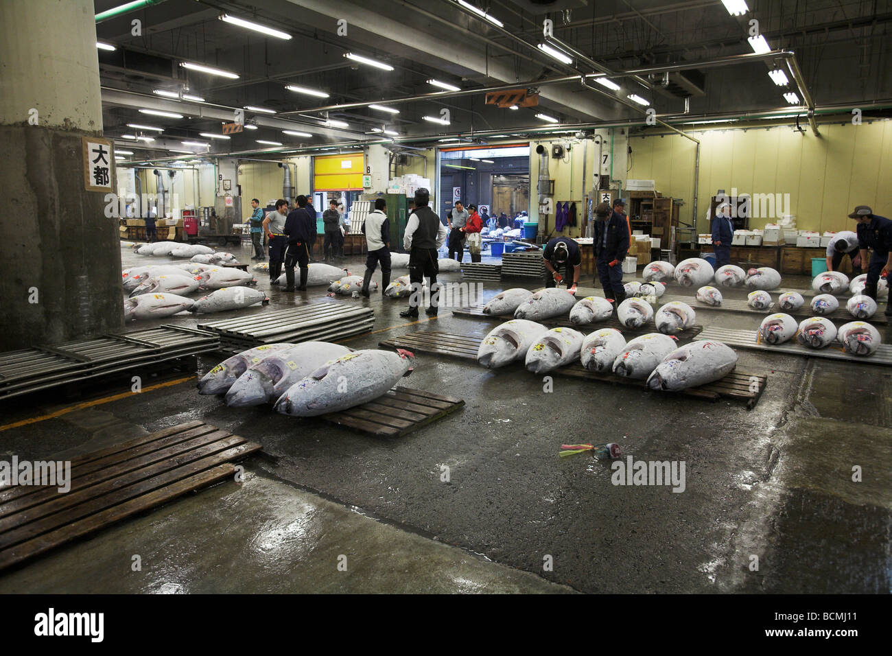 Frozen Tuna at auction Tsukiji fish market Tokyo Japan Stock Photo - Alamy