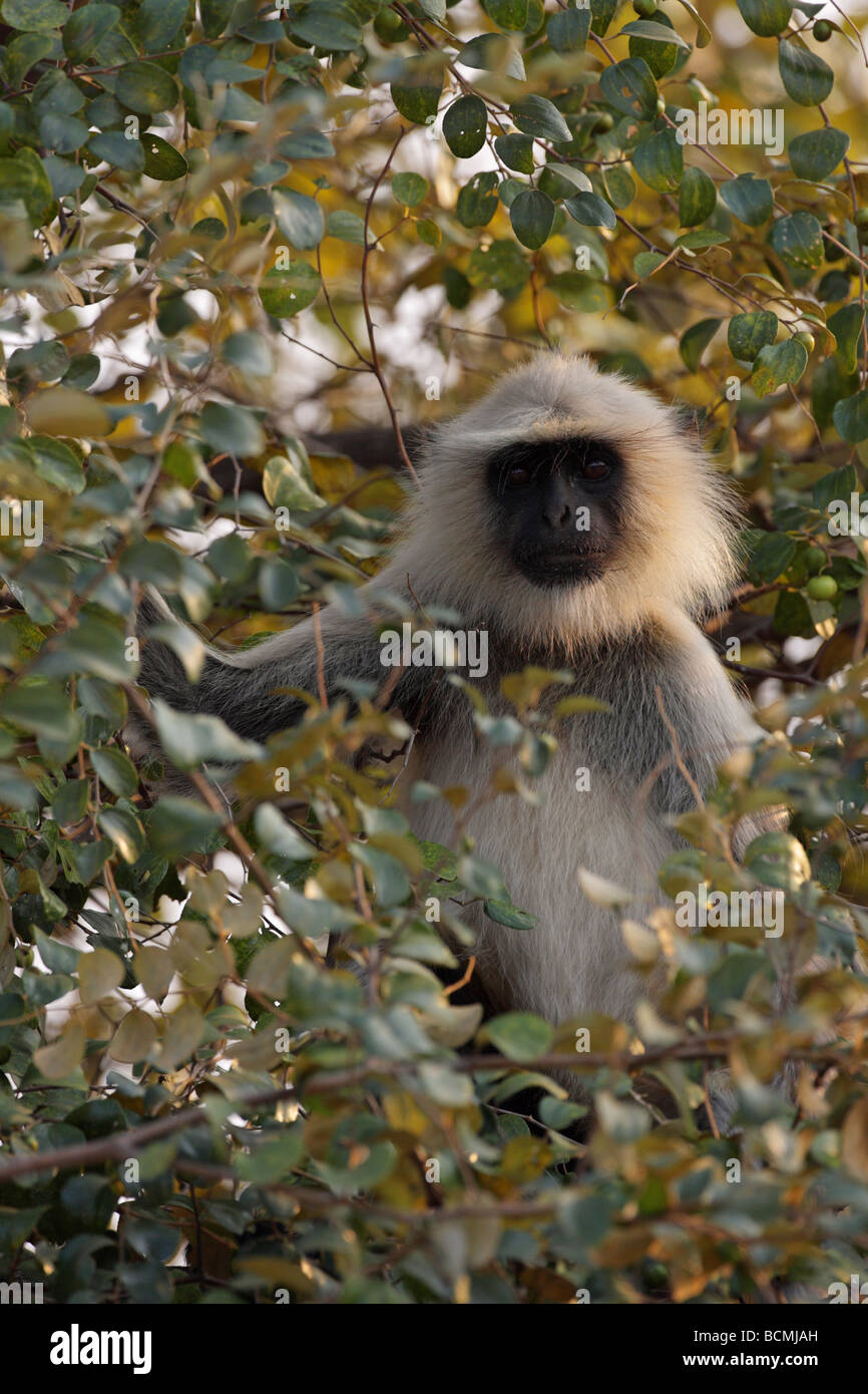 Hanuman Langur Monkey  Presbytis entellus sitting in the bough of a leafy tree making direct eye contact Stock Photo