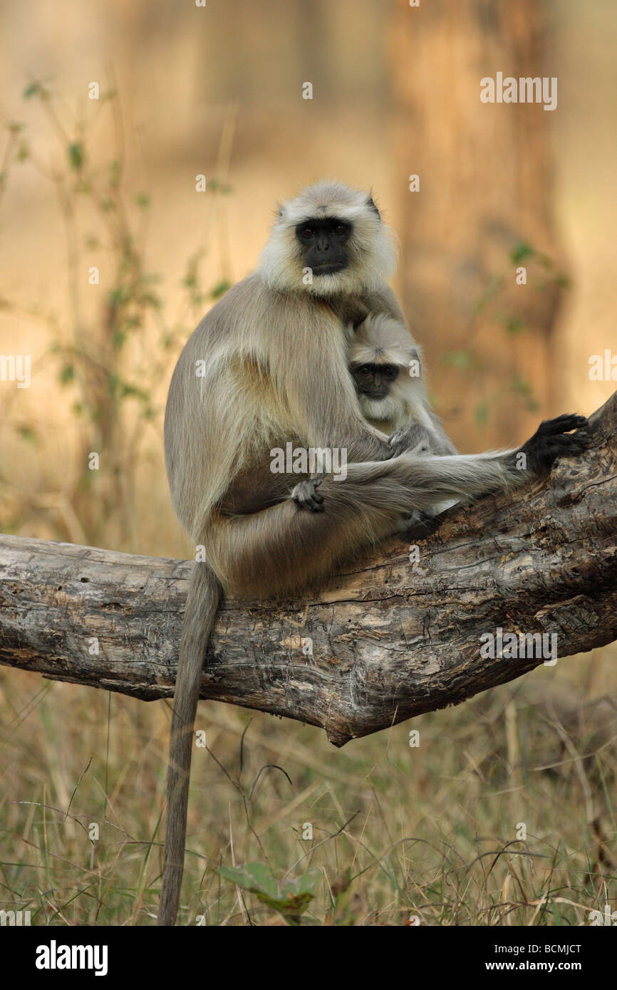 Hanuman Langur Monkey  Presbytis entellus mother sitting on a tree trunk cuddling her new born baby Stock Photo