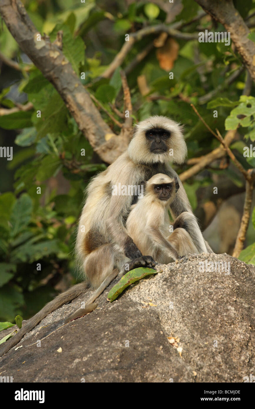 Hanuman Langur Monkey  Presbytis entellus mother sitting on a rock cuddling a young in the jungle Stock Photo