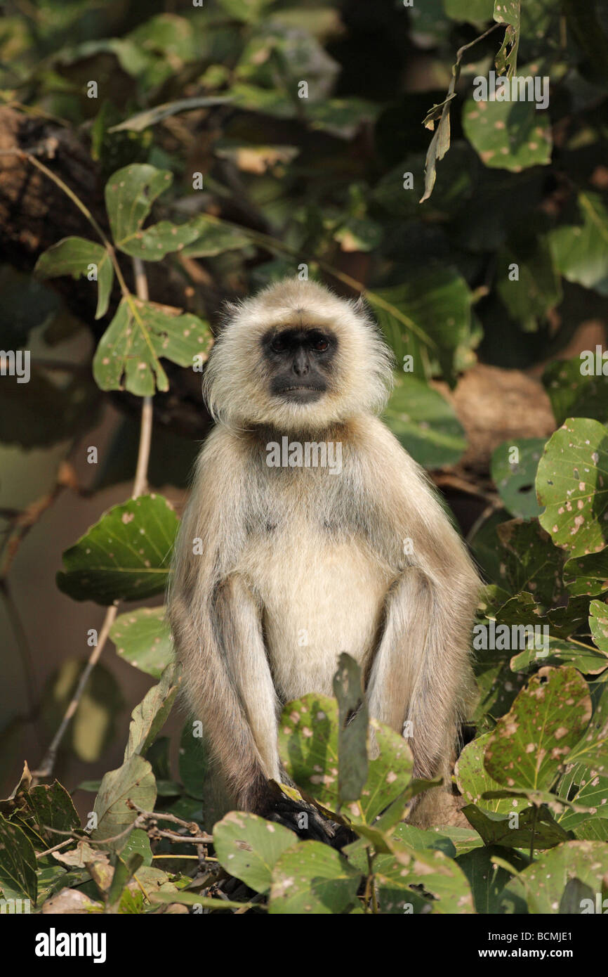 Hanuman Langur Monkey  Presbytis entellus sitting in the bough of a leafy tree in the jungle with eye contact Stock Photo