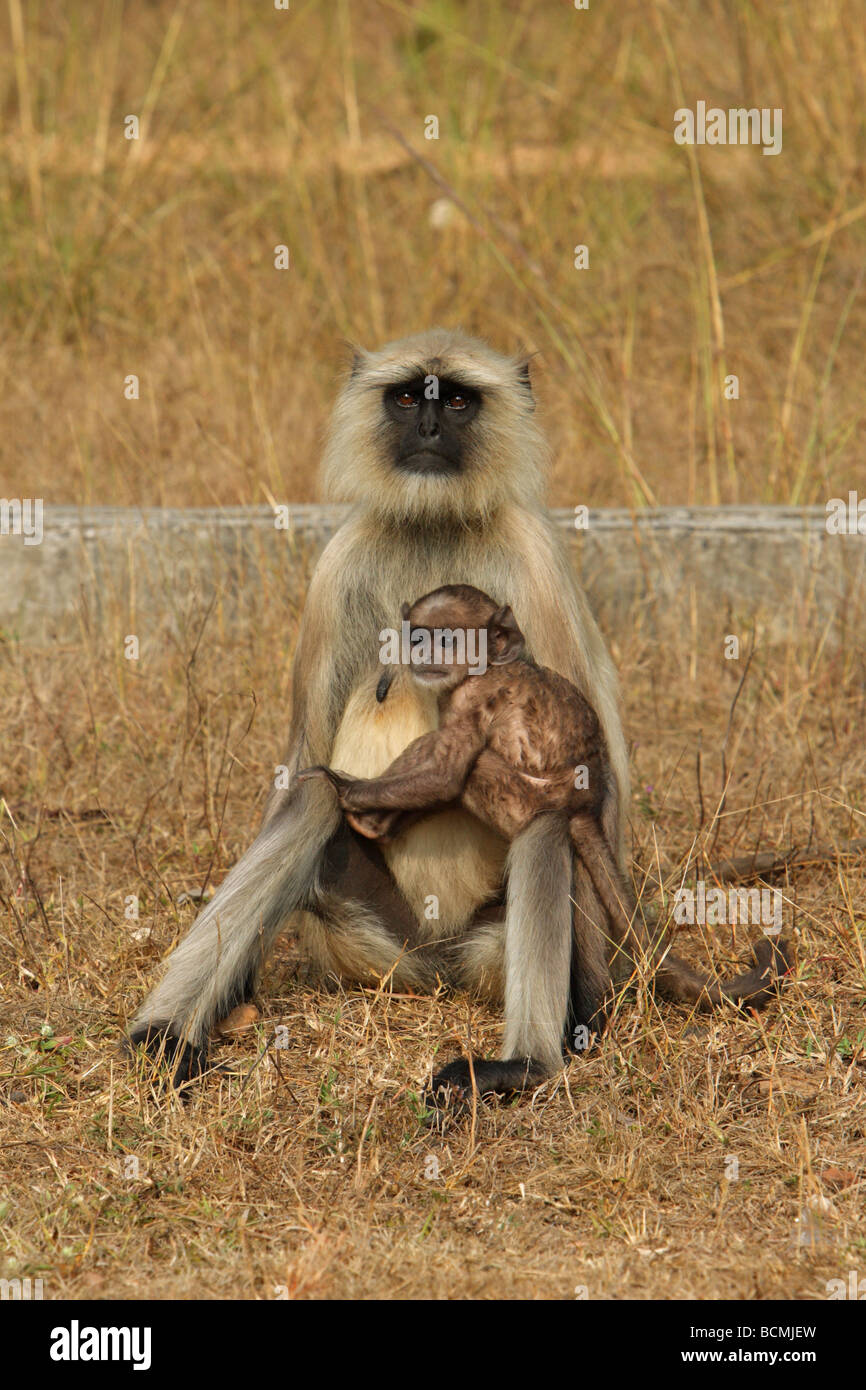 Hanuman Langur Monkey  Presbytis entellus mother sitting on the floor with a new born baby on her knee making eye contact Stock Photo