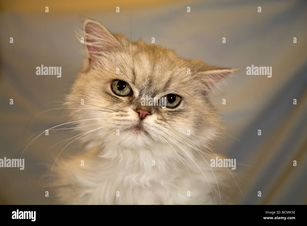 Portrait of a common long haired Persian house cat Stock Photo Alamy