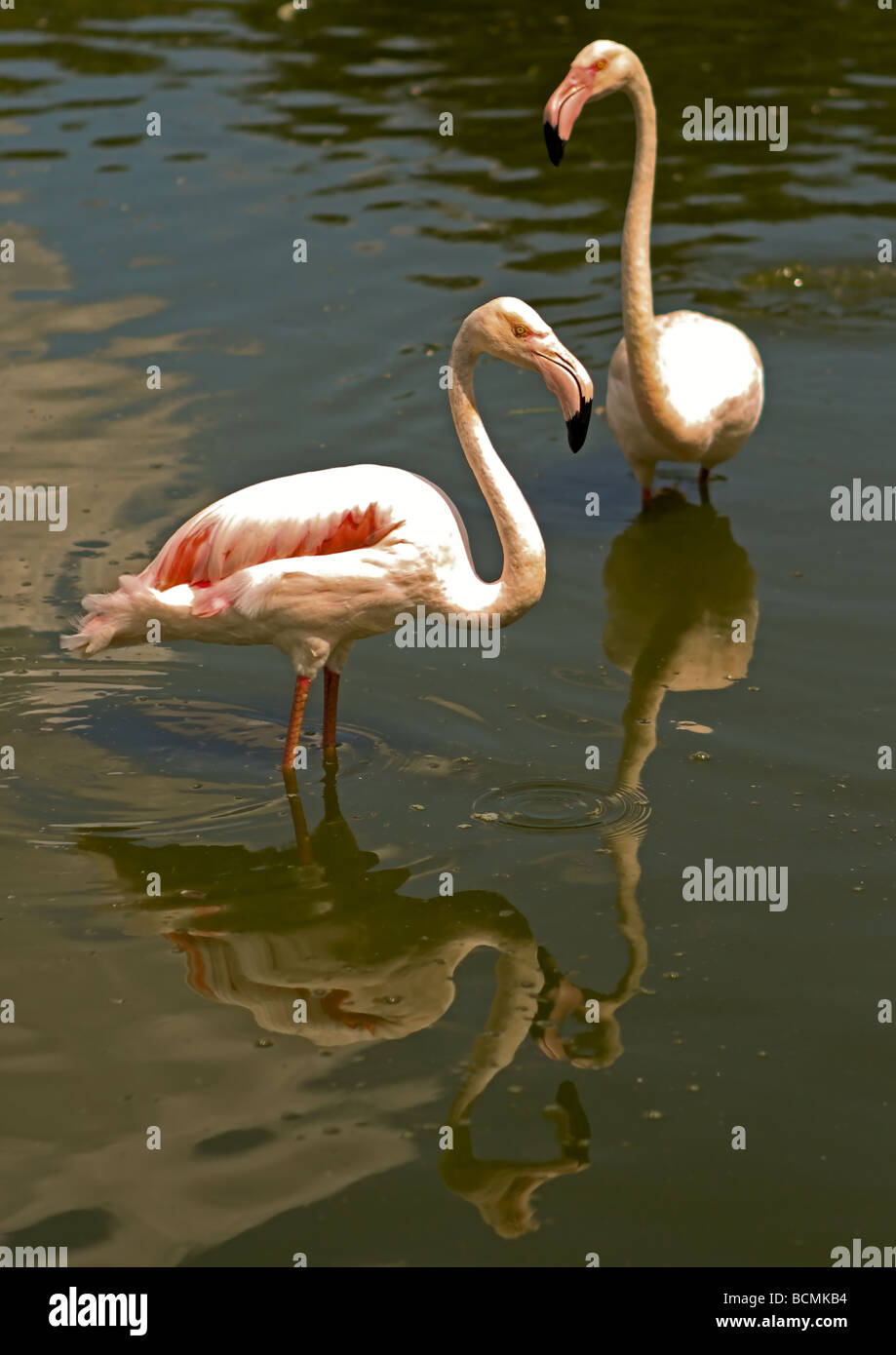 Greater Flamingo (Phoenicopterus roseus) Stock Photo