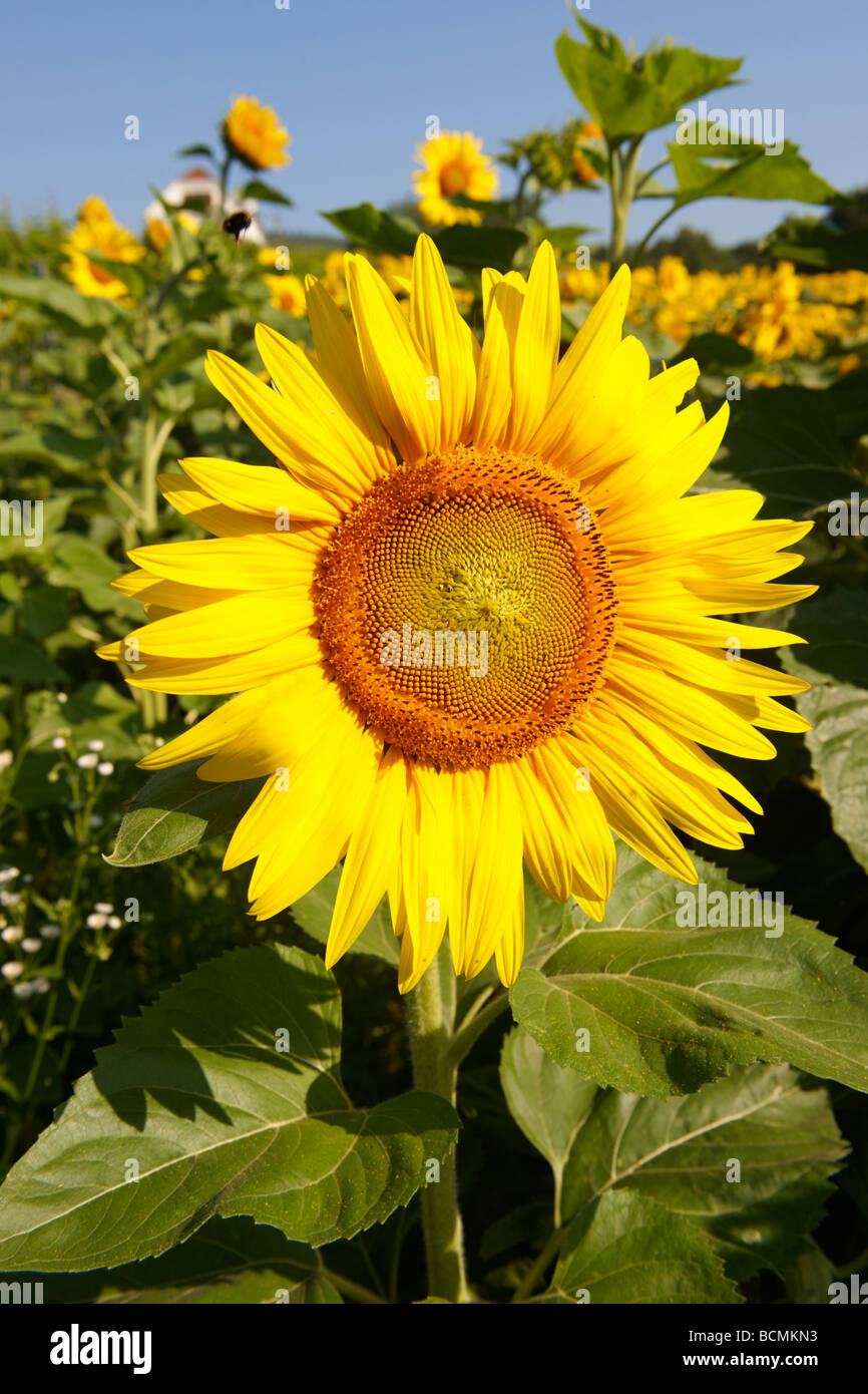 Field Of Sunflower Hi res Stock Photography And Images Alamy field-of-sunflower-hi-res-stock-photography-and-images-alamy