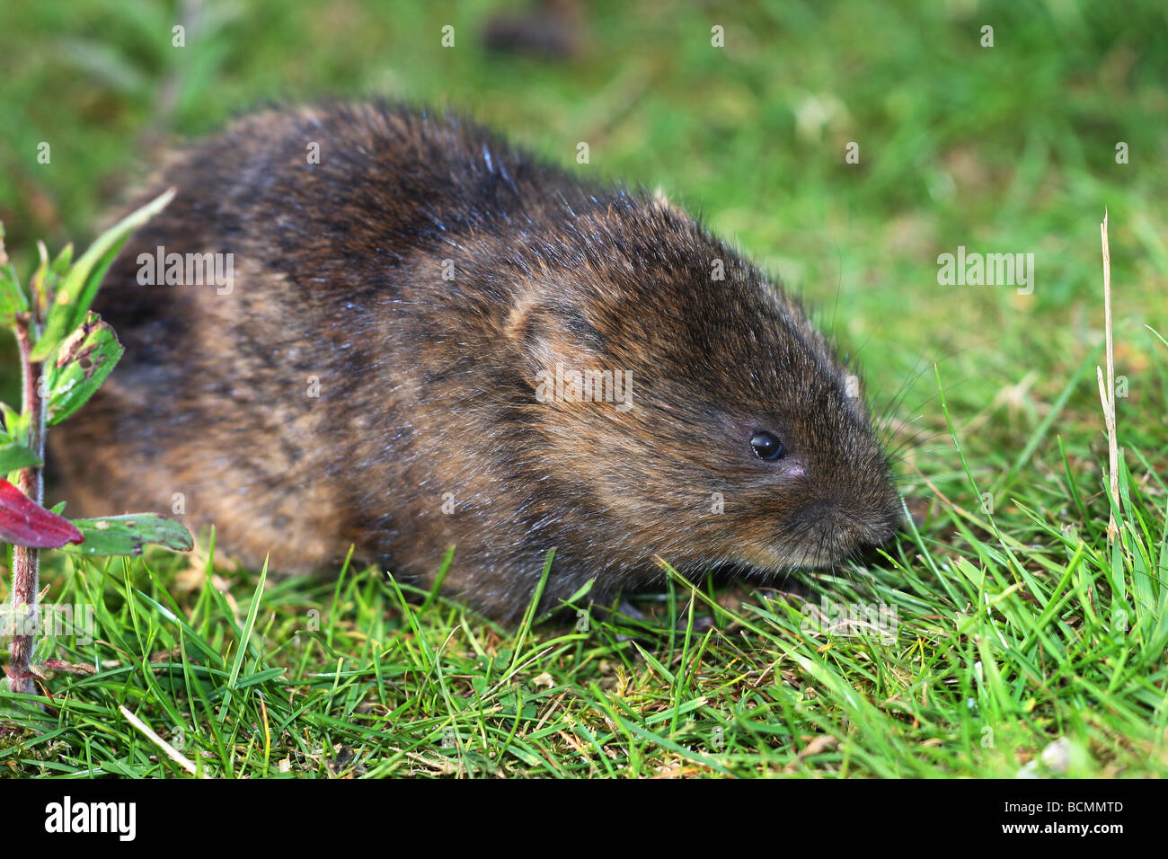 Water Vole on pond bank Stock Photo Alamy