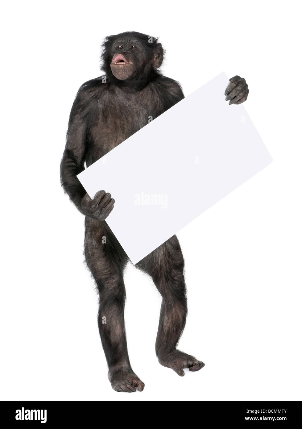 Monkey, Mixed Breed between Chimpanzee and Bonobo, 20 years old, holding empty white banner and screaming Stock Photo