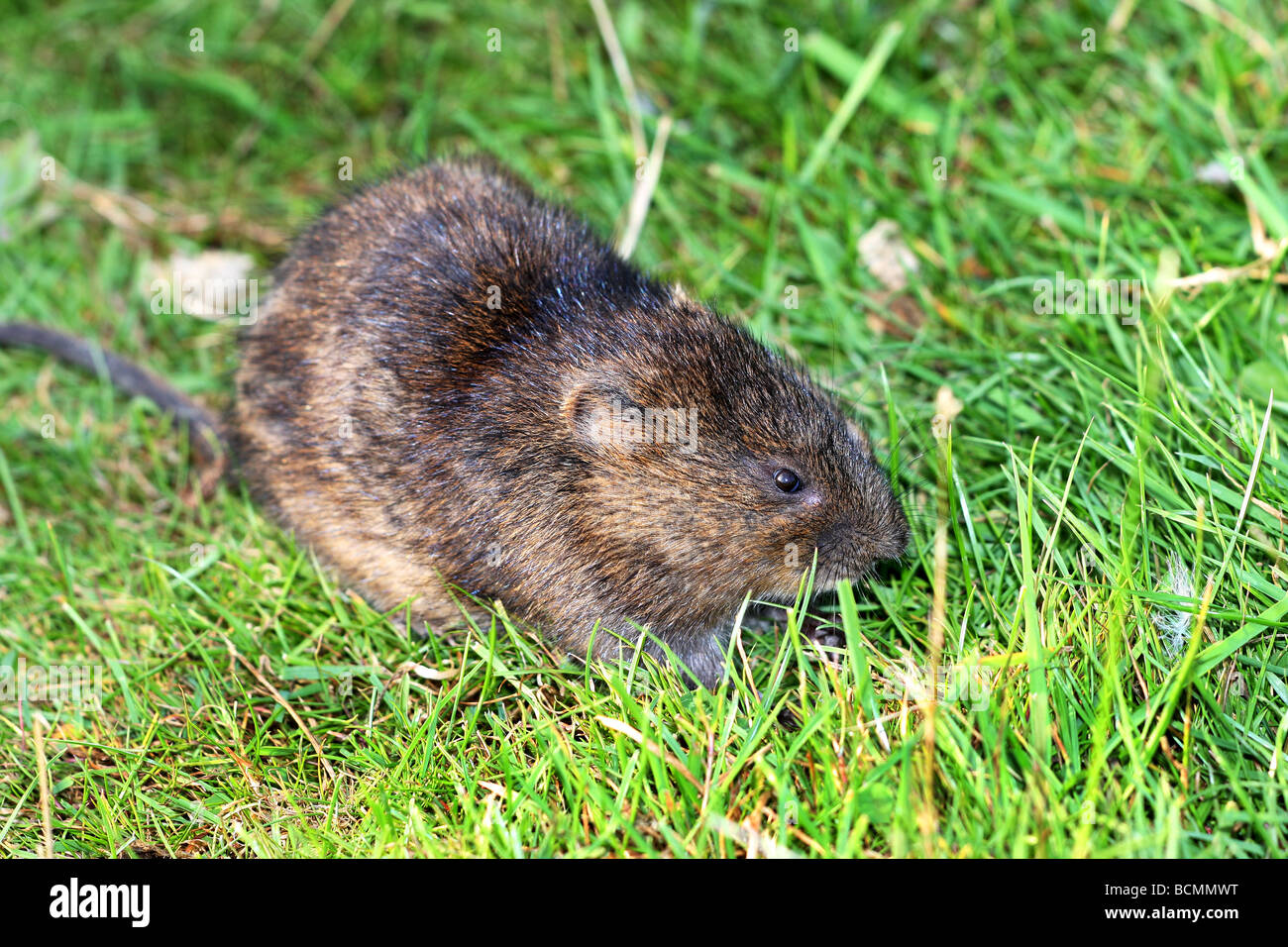 Water Vole on pond bank Stock Photo Alamy