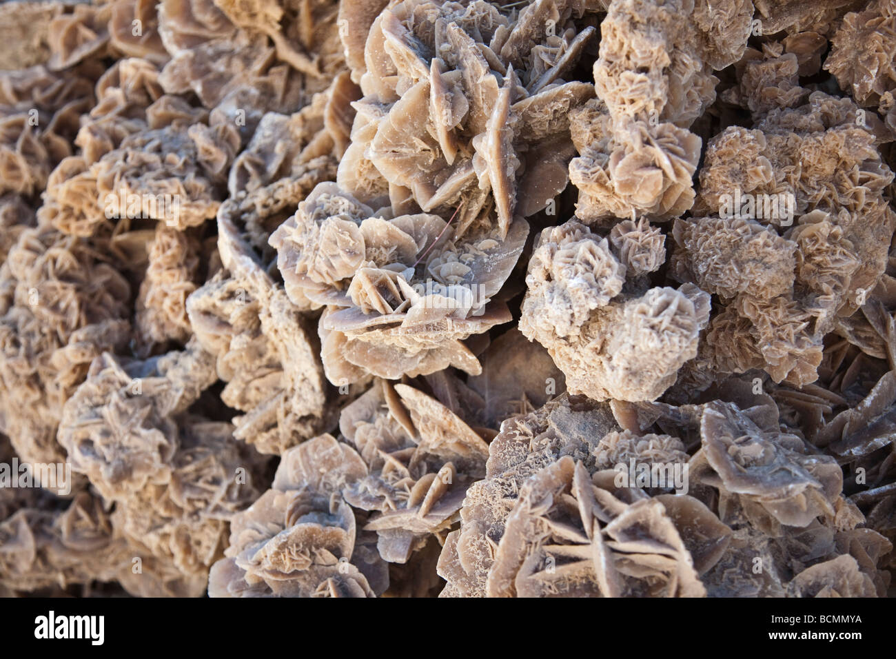 'Sand roses,' or 'roses de sable' in French are composed of formations of gypsum and barite. Stock Photo