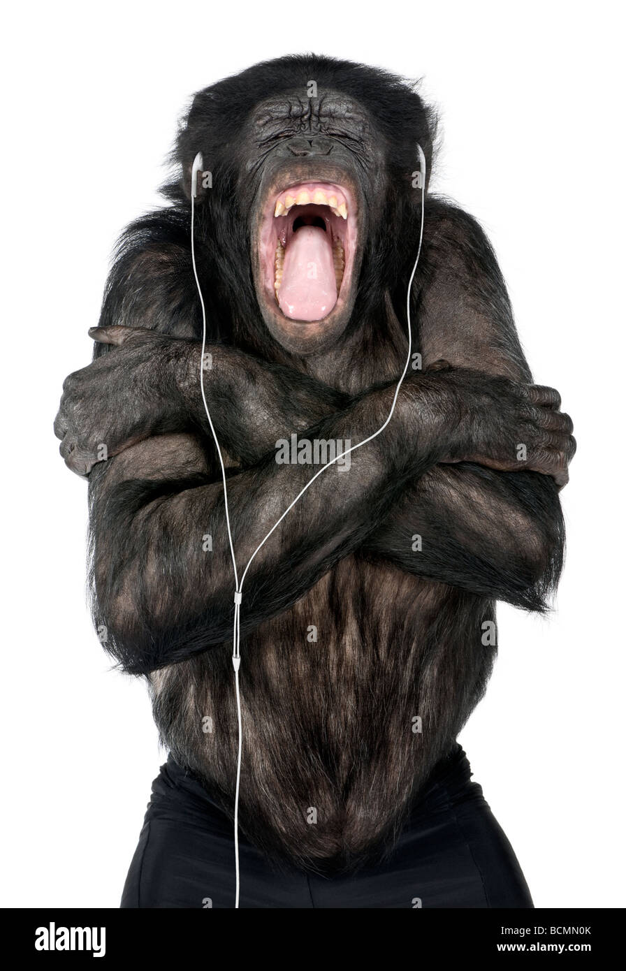 Monkey, Mixed Breed between Chimpanzee and Bonobo, 20 years old, listening  to music on headphones in front of white background Stock Photo - Alamy