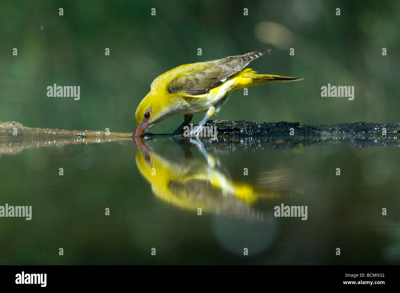 Golden Oriole High Resolution Stock Photography and Images Alamy