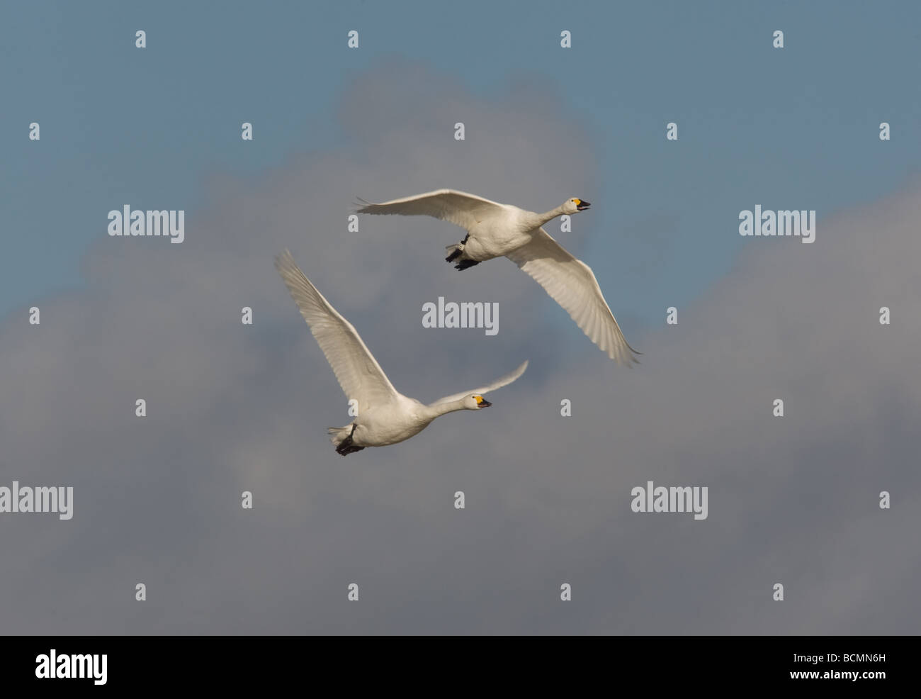 Two Bewick's Swans (cygnus columbianus) in flight at Slimbridge, UK Stock Photo