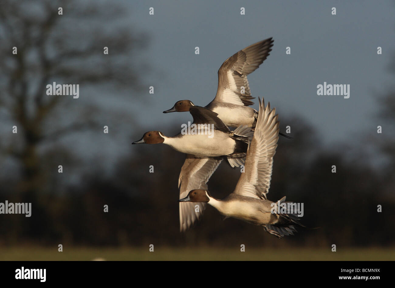 Three Northern Pintail Drakes in flight in front of trees in winter sunlight Stock Photo
