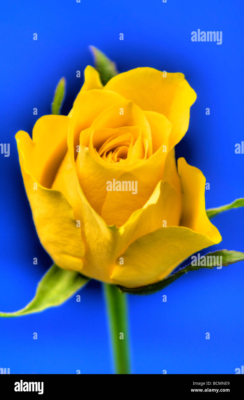 A bright yellow artistic looking rose against a striking blue back set Stock Photo