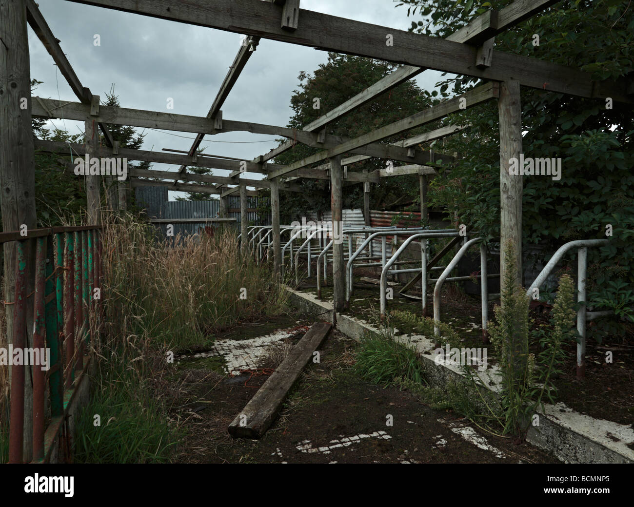 Derelict milking cow shed. Stock Photo