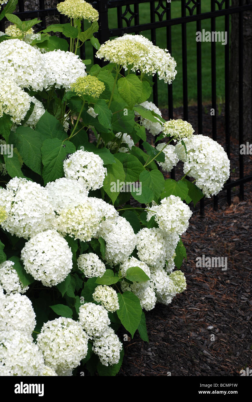 White hydrangea hi-res stock photography and images - Alamy