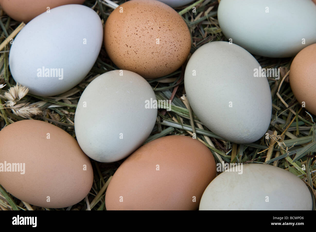 Freshly laid chicken eggs natural colors.laying on hay Stock Photo