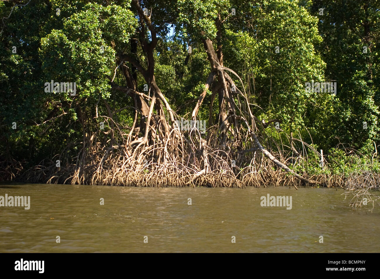 Aerial roots typical of mangrove vegetation Preguicas river Barreirinhas Maranhão Brazil Stock Photo