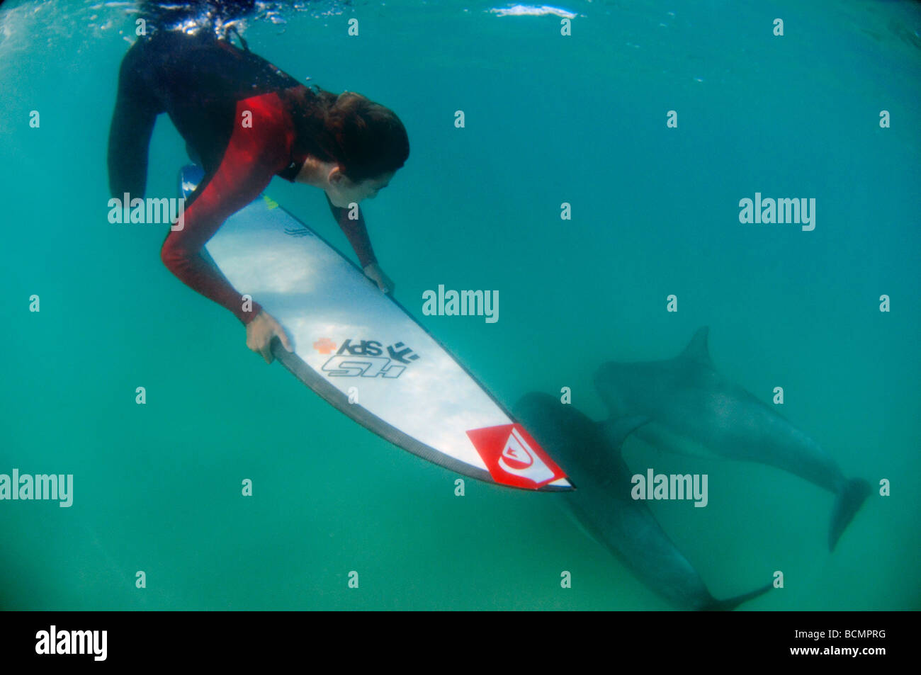 Surfer Duck Diving With Dolphins Stock Photo 25043188 Alamy