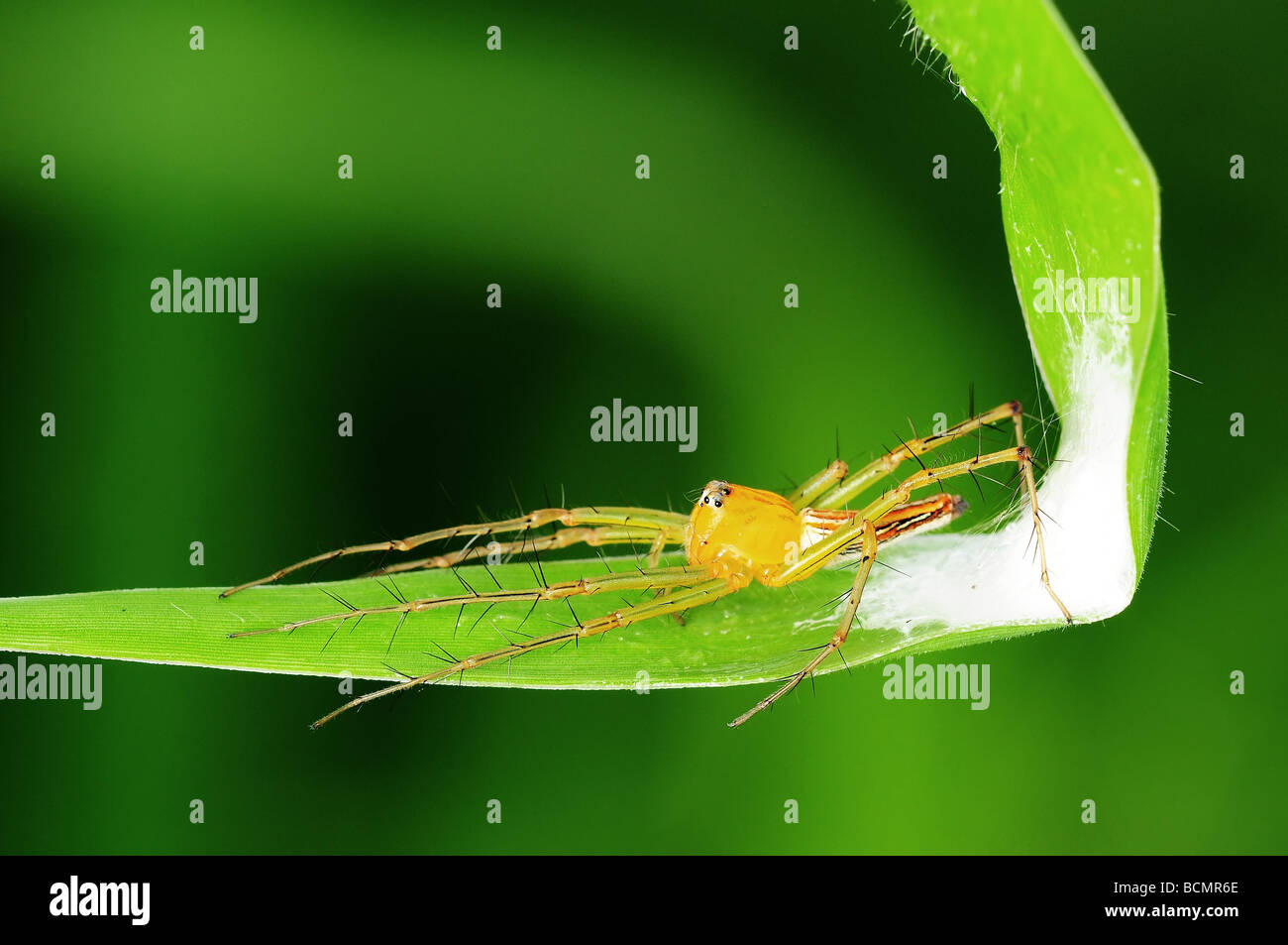 lynx spider and nest in the parks Stock Photo