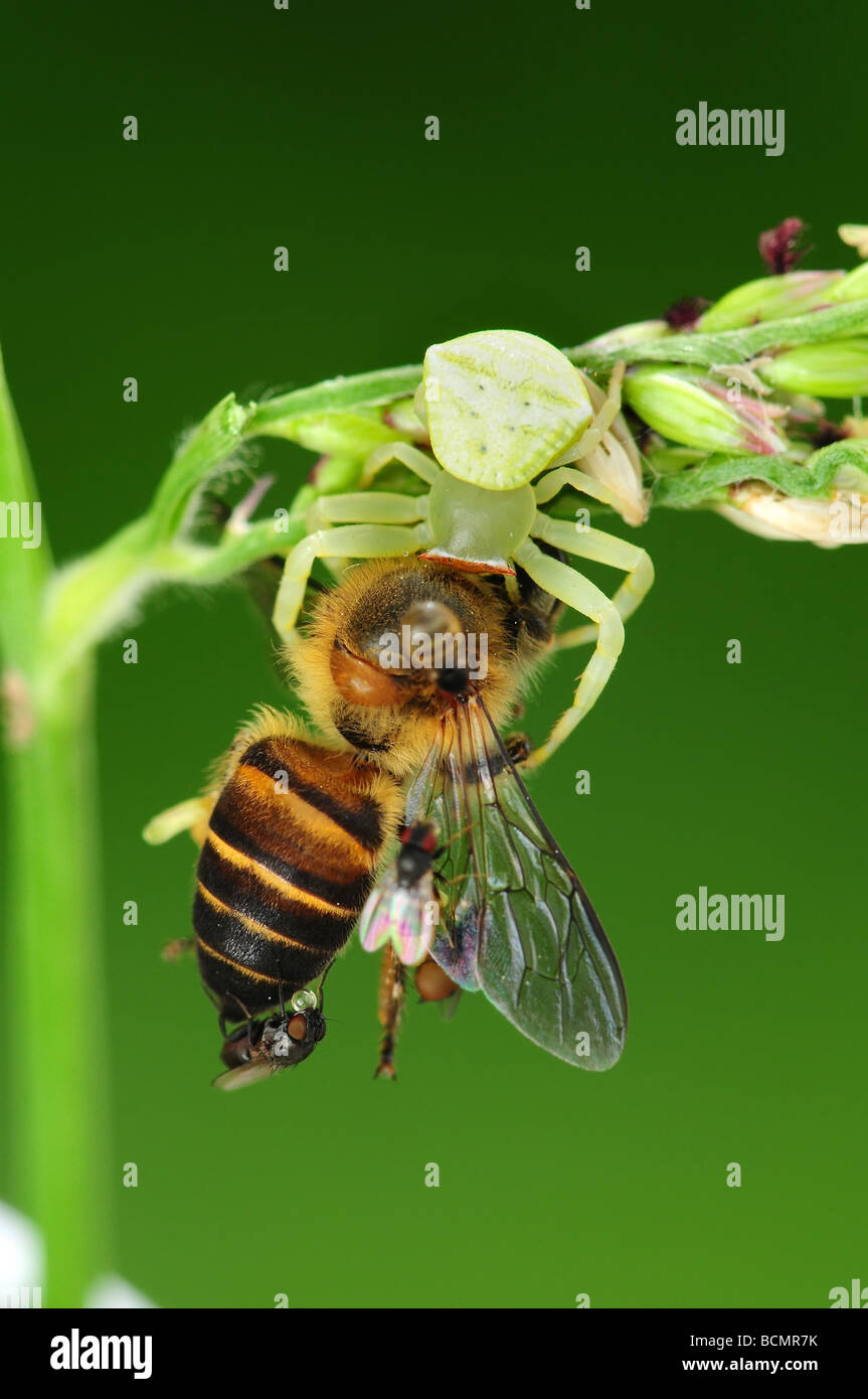 crab spider eating a bee Stock Photo