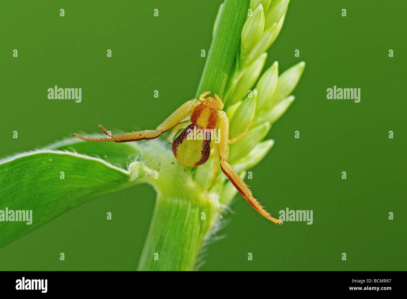 crab spider in the parks Stock Photo