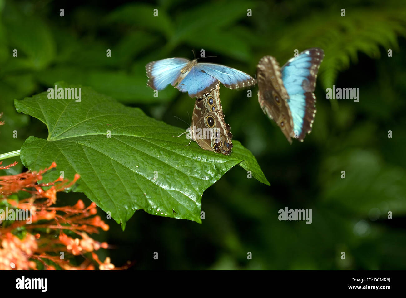 Blue morpho butterflies flutter around and search for landing spots within the forrest. Stock Photo