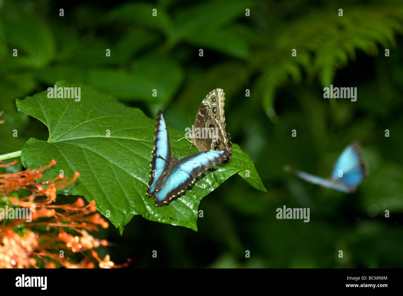 Blue morpho butterflies flutter around and search for landing spots within the forrest. Stock Photo