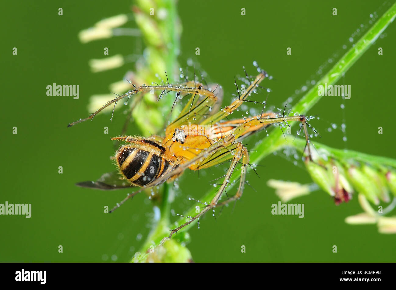 lynx spider eating a bee Stock Photo