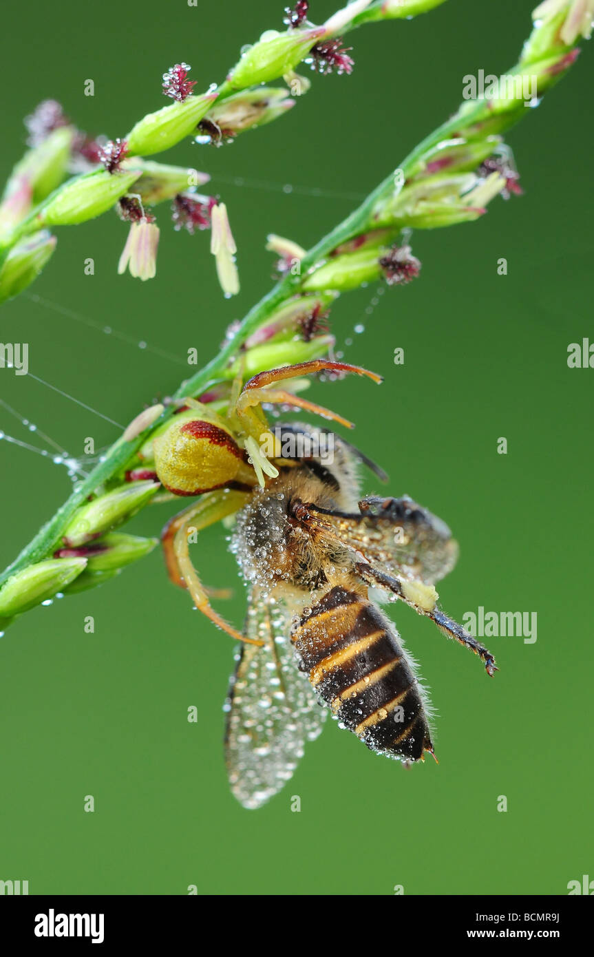 crab spider eating a bee Stock Photo Alamy