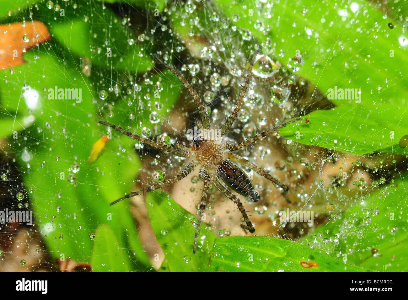 wolf spider and dew in the parks Stock Photo
