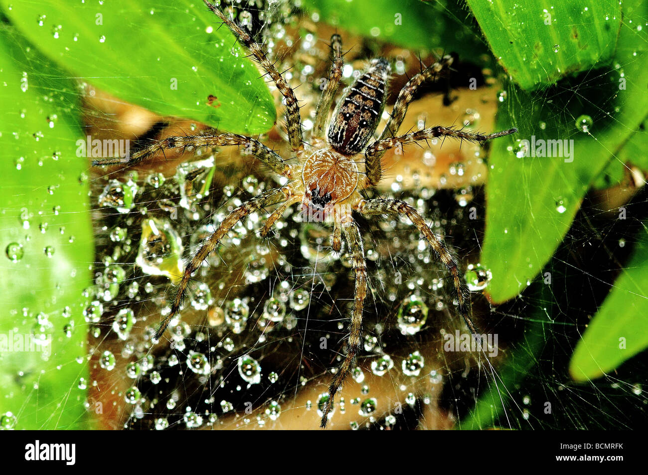 wolf spider and dew in the parks Stock Photo