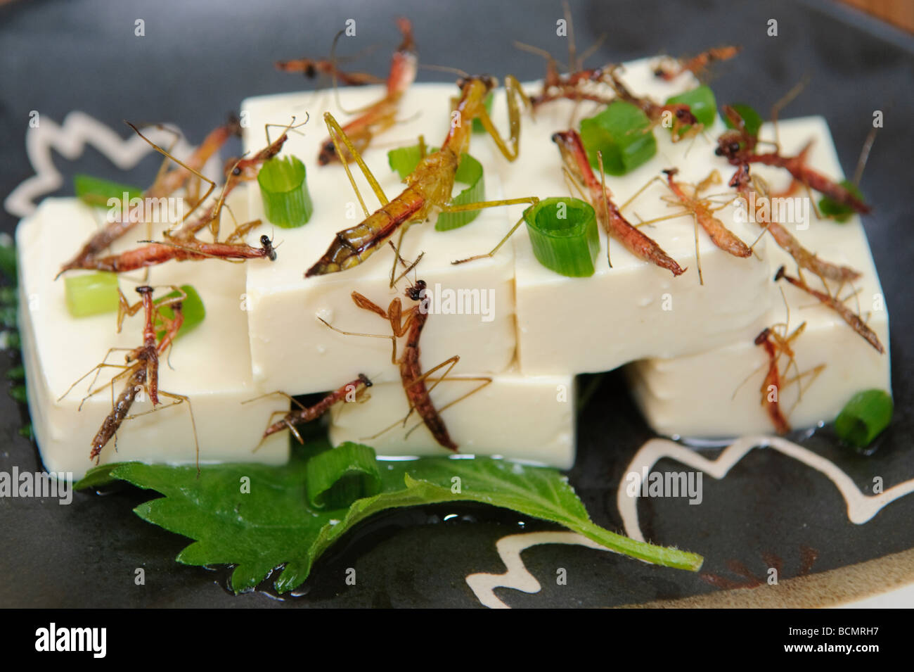 Preying mantis tofu, Tokyo, Japan, 28 October, 2008. Stock Photo