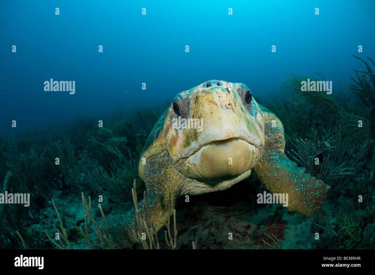 Female Loggerhead Sea Turtle (Caretta caretta) photographed underwater in Paul's Reef in Palm Beach, Florida. Stock Photo