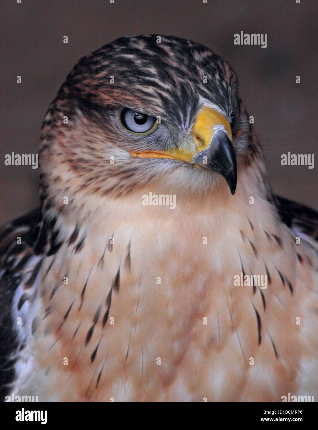 Ferruginous Hawk (buteo regalis) Stock Photo