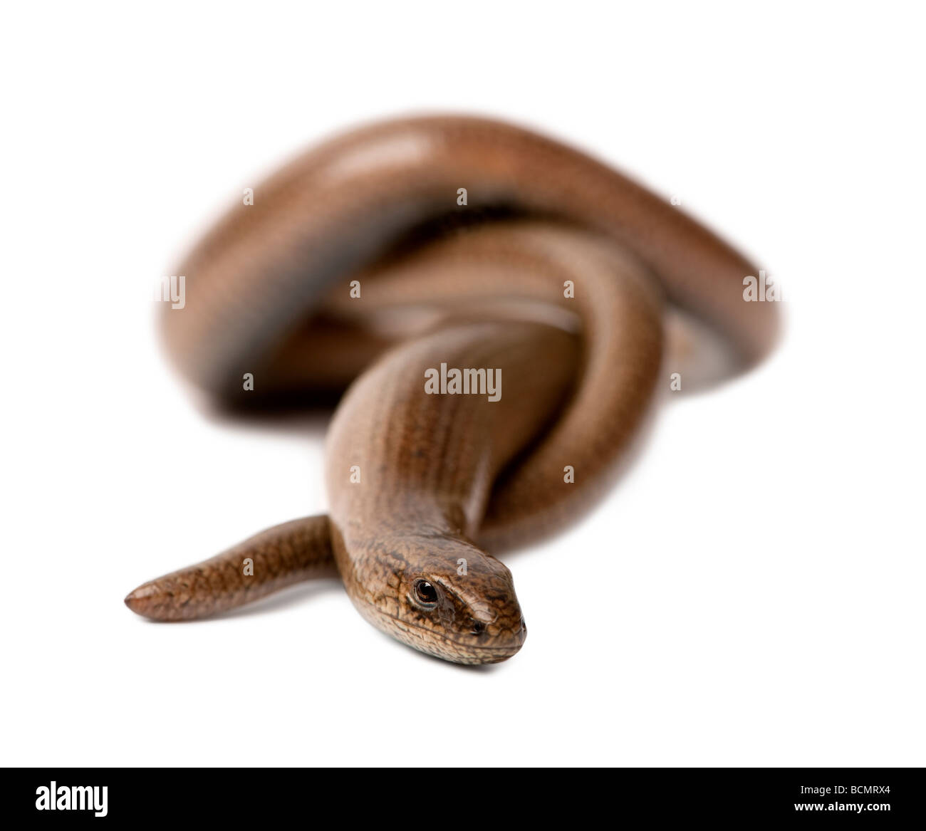 Front view of a slowworm, Anguis fragilis, in front of a white background, studio shot Stock Photo