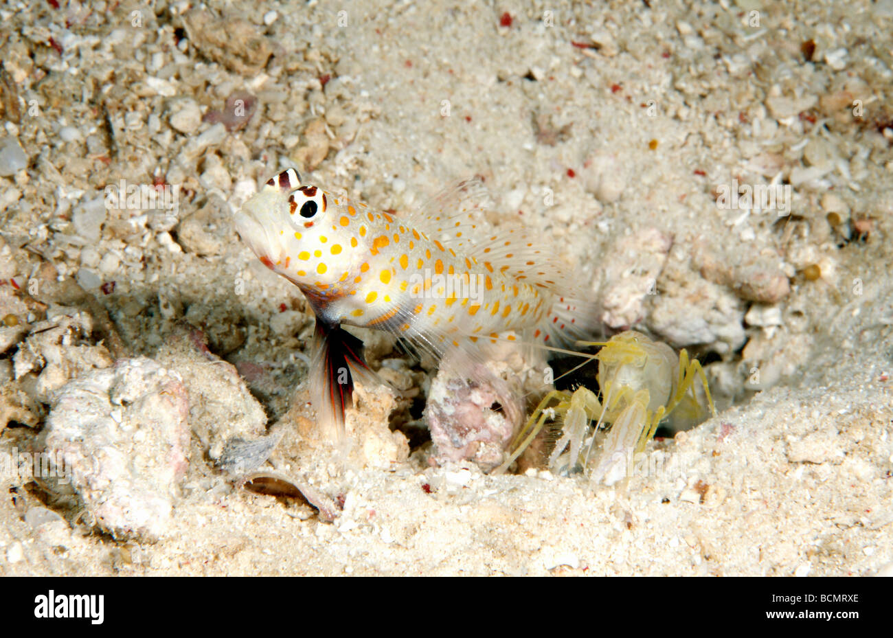 Spotted shrimpgoby also known as a black chest shrimpgoby with a   Fine-striped Snapping Shrimp, Alpheus ochrostriatus Stock Photo